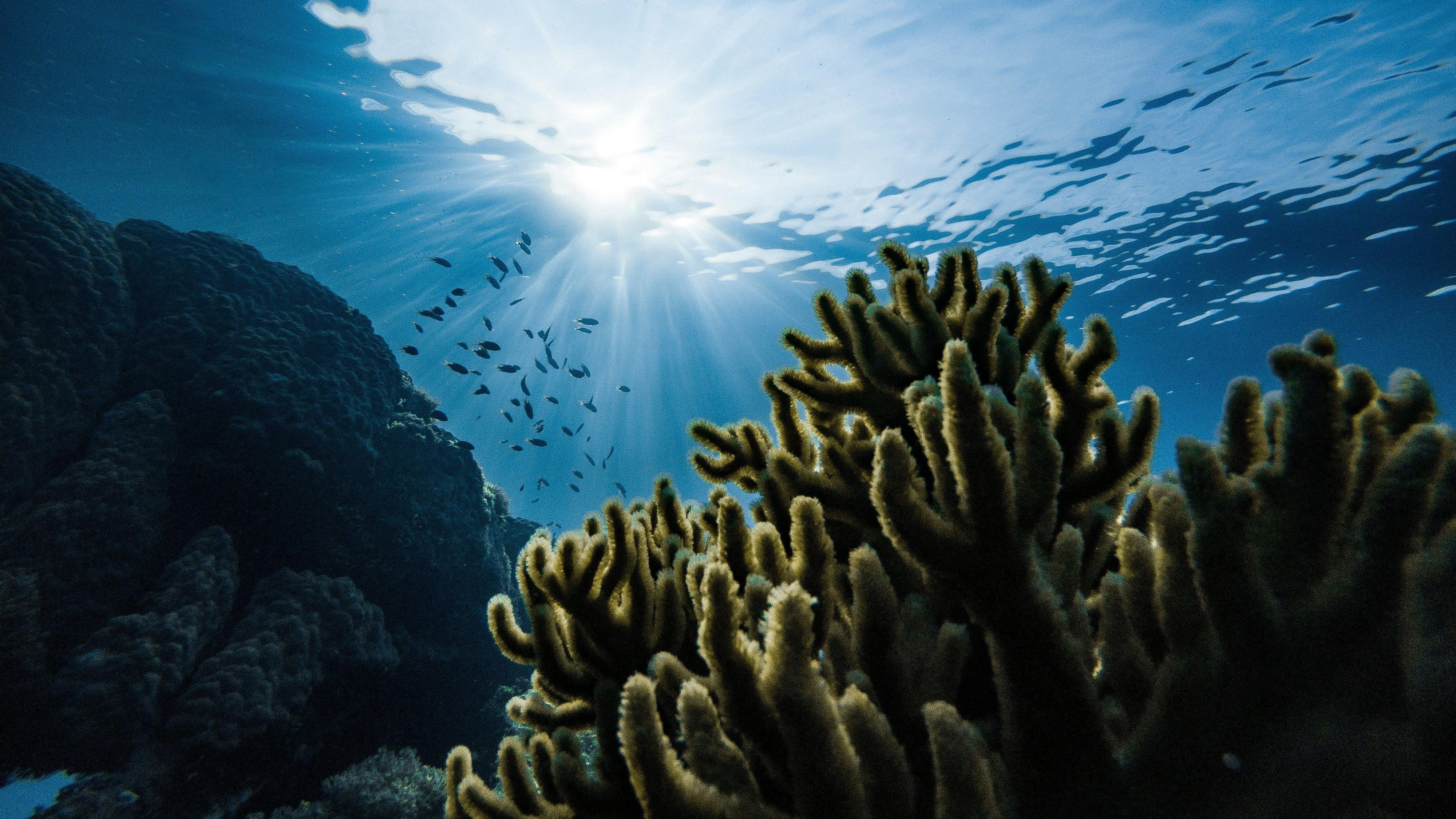 The Ultimate Guide to Oceanic Actives: Everything You Need to Harness Poseidon&#39;s Power